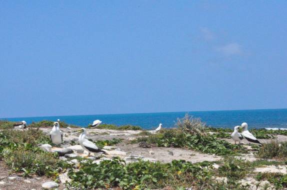Atobás garantindo seus territórios na Ilha da Siriba, em Abrolhos - BA