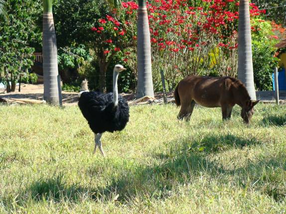 Avestruz e Mula dividindo o mesmo pasto na fazenda em Perdões - MG Avestruz e Mula dividindo o mesmo pasto na fazenda em Perdões - MG
