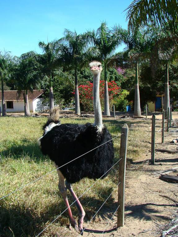 Avestruz na fazenda do Aroldo e Ana Elisa, em Perdões - MG Avestruz na fazenda do Aroldo e Ana Elisa, em Perdões - MG