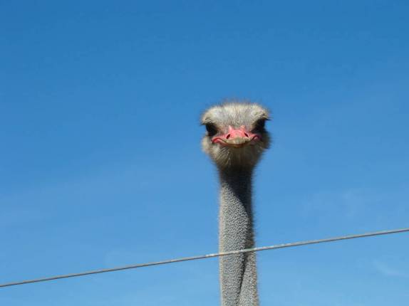 Avestruz na fazenda do Aroldo e Ana Elisa, em Perdões - MG Avestruz na fazenda do Aroldo e Ana Elisa, em Perdões - MG