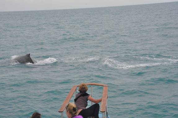 Avistando baleias do barco em direção à Abrolhos - BA