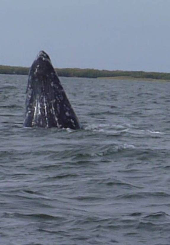 Baleia Cinzenta faz exibição nas águas da Baía Magdalena, em Puerto López Mateos, na Baja California - México