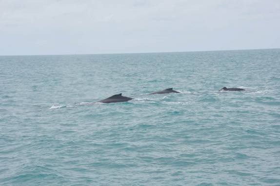 Baleias avistadas do barco em direção à Abrolhos - BA Baleias avistadas do barco em direção à Abrolhos - BA