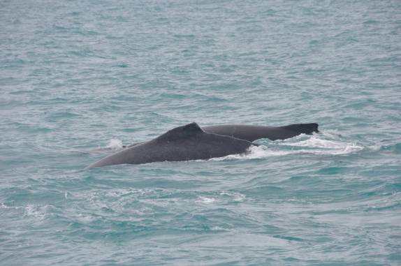 Baleias avistadas do barco em direção à Abrolhos - BA