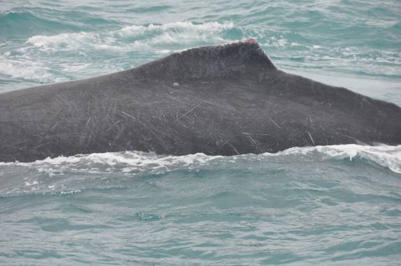 Baleias avistadas do barco em direção à Abrolhos - BA Baleias avistadas do barco em direção à Abrolhos - BA