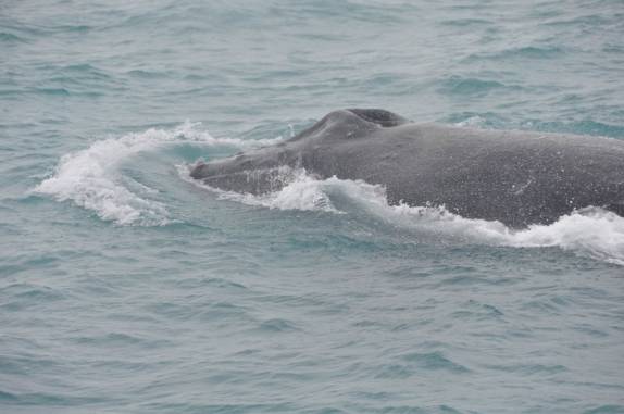 Baleias avistadas do barco em direção à Abrolhos - BA