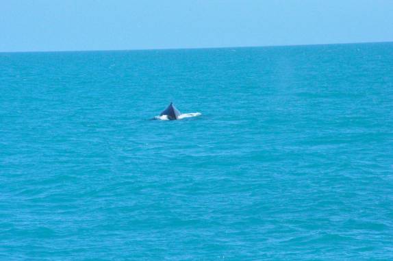 Baleias desfrutam do lindo e calmo mar em Abrolhos - BA