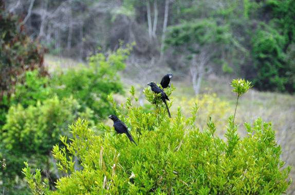 Bando de Anus Negros na RPPN Feliciano Abdalla, Reserva dos Muriquis, em Ipanema, próximo a Caratinga - MG