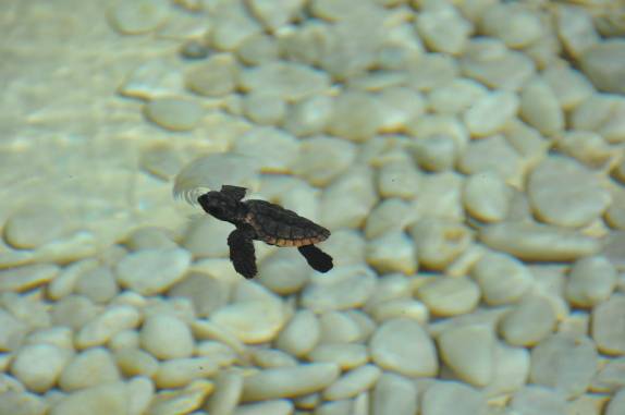 Bebê tartaruga no Projeto Tamar, na Praia do Forte - BA Bebê tartaruga no Projeto Tamar, na Praia do Forte - BA