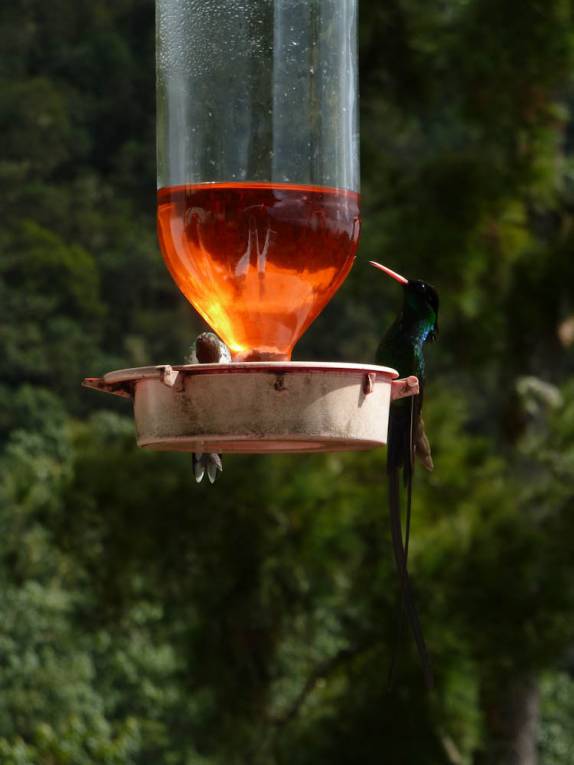 Beija-Flor de rabo comprido no alto das Blue Mountains, na Jamaica Beija-Flor de rabo comprido no alto das Blue Mountains, na Jamaica