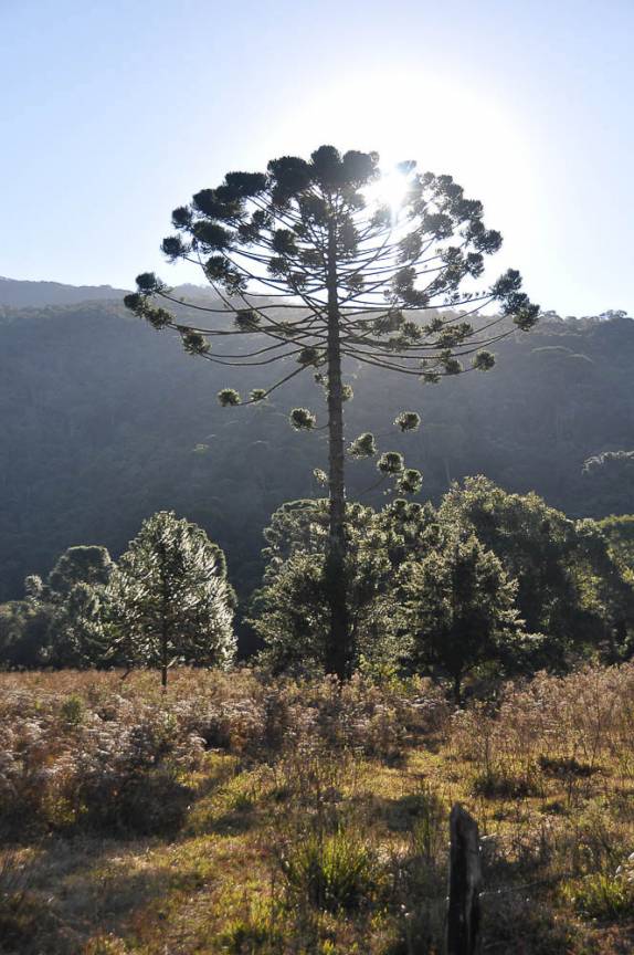 Bela araucária no Vale do Matutu - MG Bela araucária no Vale do Matutu - MG