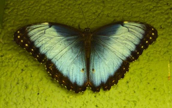 Bela borboleta no borbolet[ario do Natural Bridge Park, na Virginia, nos Estados Unidos Bela borboleta no borbolet[ario do Natural Bridge Park, na Virginia, nos Estados Unidos