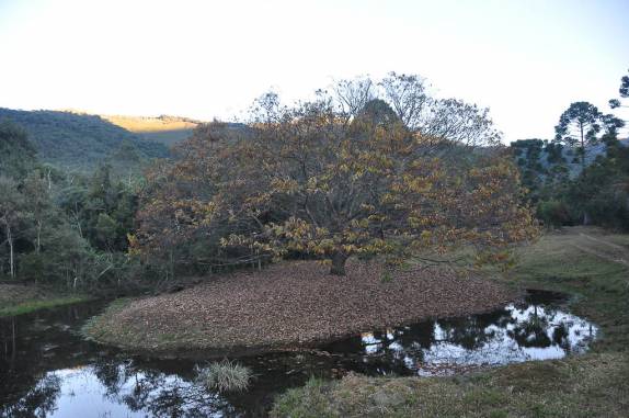 Bela Castanheira no Vale do Matutu - MG Bela Castanheira no Vale do Matutu - MG