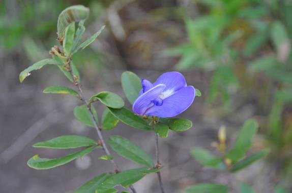 Bela flôr na trilha do Lapão, em Lençóis, na Chapada Diamantina - BA