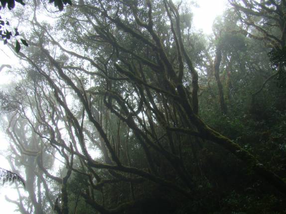 Bosque 'assombrado' na trilha do Pico Paraná - PR Bosque 'assombrado' na trilha do Pico Paraná - PR