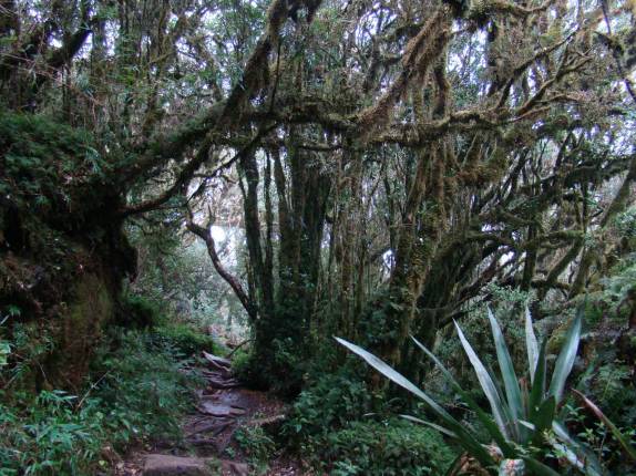 Bosque 'assombrado' na trilha do Pico Paraná - PR Bosque 'assombrado' na trilha do Pico Paraná - PR