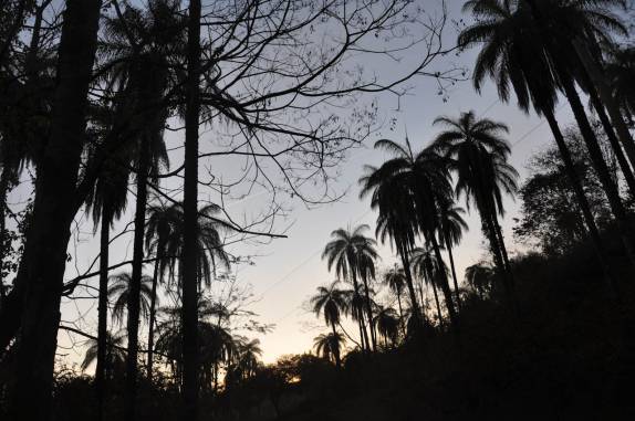 Bosque de Macaúbas, no Parque Nacional da Serra do Cipó - MG Bosque de Macaúbas, no Parque Nacional da Serra do Cipó - MG