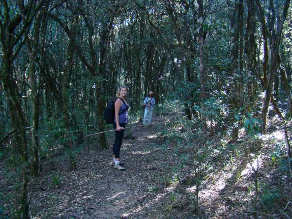 Bosque na descida do Pico do Papagaio no Vale do Matutu - MG