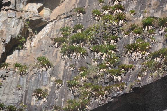 Bromélias crescem nos paredões da Cachoeira do Tabuleiro, no Parque Estadual da Serra do Intendente, em Tabuleiro - MG Bromélias crescem nos paredões da Cachoeira do Tabuleiro, no Parque Estadual da Serra do Intendente, em Tabuleiro - MG
