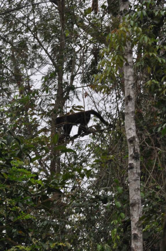 Bugio Gritador, na RPPN Feliciano Abdalla, Reserva dos Muriquis, em Ipanema, próximo a Caratinga - MG