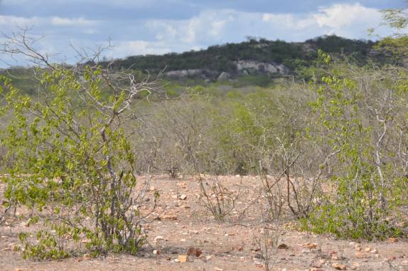 Caatinga seca na região de Cabaceiras - PB Caatinga seca na região de Cabaceiras - PB