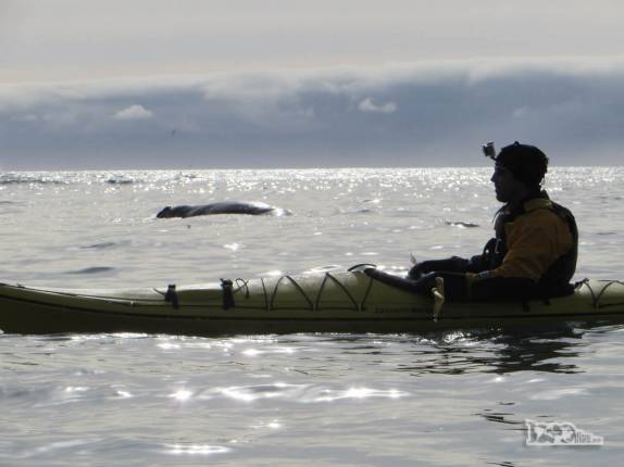 Caiaque em Gold Harbour, na Geórgia do Sul Caiaque em Gold Harbour, na Geórgia do Sul