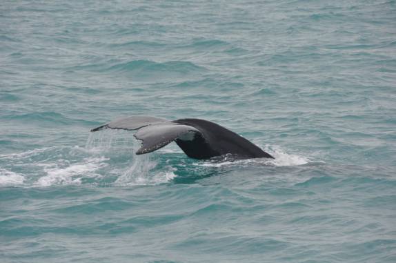 Calda de baleia vista do barco em direção à Abrolhos - BA Calda de baleia vista do barco em direção à Abrolhos - BA