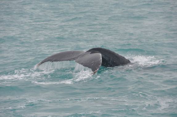 Calda de baleia vista do barco em direção à Abrolhos - BA