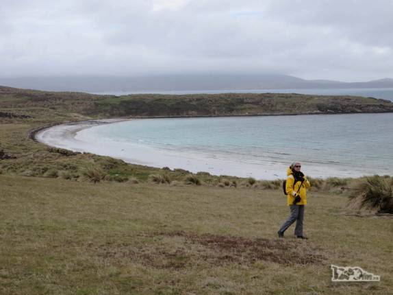 Caminhando em Carcass Island, no noroeste das Ilhas Malvinas Caminhando em Carcass Island, no noroeste das Ilhas Malvinas