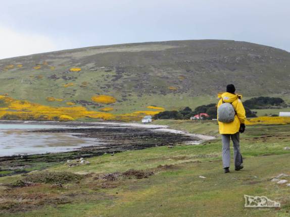 Caminhando em Carcass Island, no noroeste das Ilhas Malvinas Caminhando em Carcass Island, no noroeste das Ilhas Malvinas
