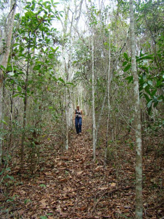 Caminhando na mata a procura dos Muriquis, na RPPN Feliciano Abdalla, Reserva dos Muriquis, em Ipanema, próximo a Caratinga - MG