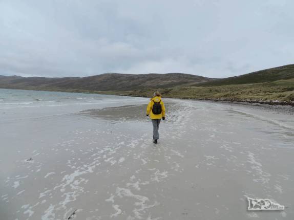 Caminhando na praia de Dyke Bay, em Carcass Island, no noroeste das Ilhas Malvinas Caminhando na praia de Dyke Bay, em Carcass Island, no noroeste das Ilhas Malvinas
