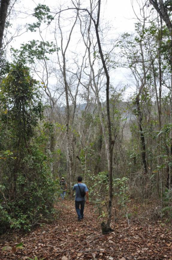 Caminhando na RPPN Feliciano Abdalla, Reserva dos Muriquis, em Ipanema, próximo a Caratinga - MG