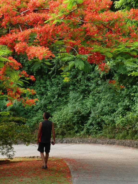 Caminhando no resort Jalousy, em Soufriere, no sul de Santa Lúcia