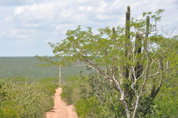 Caminho na caatinga para o Raso da Catarina, região de Paulo Afonso - BA