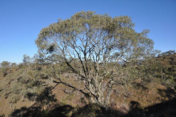 Candeia, na descida do Pico do Papagaio no Vale do Matutu - MG