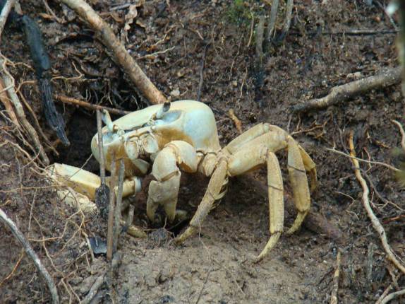 Carangueijo da espécie Guaiamu. Muito grande! Juréia - SP Carangueijo da espécie Guaiamu. Muito grande! Juréia - SP