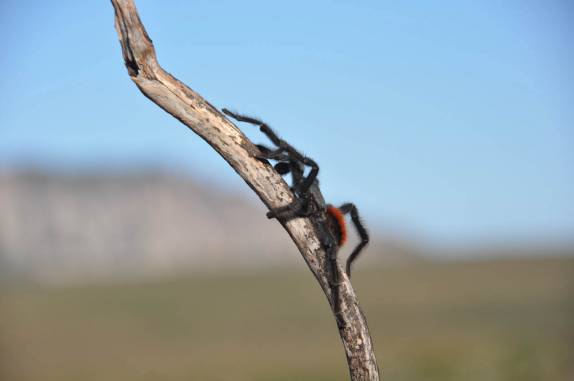Caranguejeira nos Gerais do Rio Preto, próximo ao Vale do Pati, na Chapada Diamantina - BA Caranguejeira nos Gerais do Rio Preto, próximo ao Vale do Pati, na Chapada Diamantina - BA