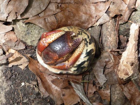 Caranguejo se enrola em trilha do Cabrits National Park, em Portsmouth, no norte de Dominica, no Caribe