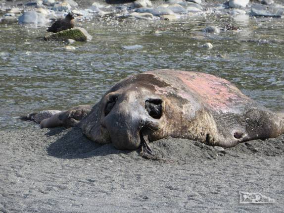 Carcassa de elefante-marinho na praia de Gold Harbour, na Geórgia do Sul