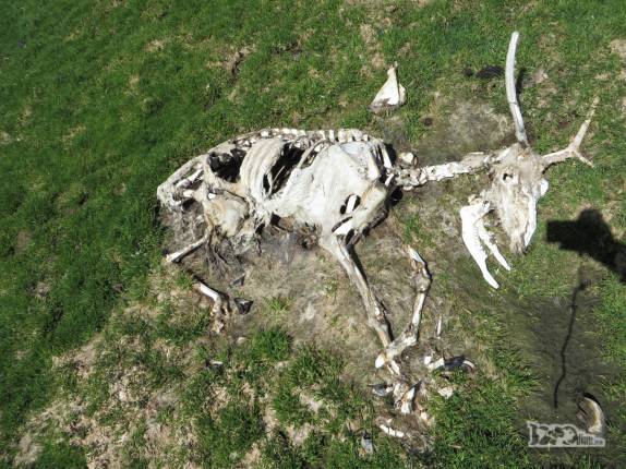 Carcaça de rena em Ocean Harbour, na Geórgia do Sul. sem urubus por perto, elas duram muito mais tempo...