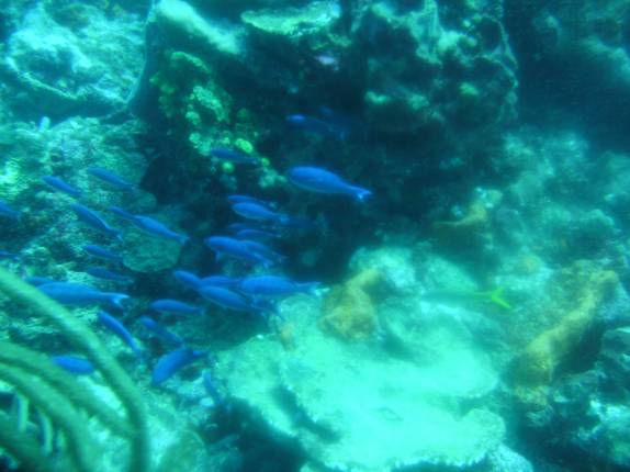 Cardume de peixes azuis durante mergulho em em Speyside - Tobago Cardume de peixes azuis durante mergulho em em Speyside - Tobago