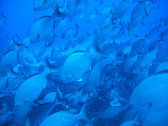 Cardume de peixes durante mergulho na Lage Noronha, em Fernando de Noronha - PE Cardume de peixes durante mergulho na Lage Noronha, em Fernando de Noronha - PE