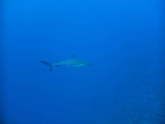 Caribbean Reef Shark em Twilight Zone, na costa de Saba - Caribe