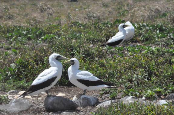 Casais de atobás na ilha da Siriba, em Abrolhos - BA Casais de atobás na ilha da Siriba, em Abrolhos - BA