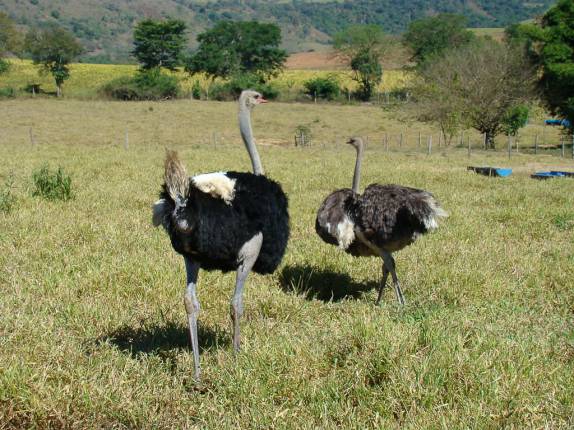 Casal de avestruzes na fazenda do Aroldo e Ana Elisa, em Perdões - MG Casal de avestruzes na fazenda do Aroldo e Ana Elisa, em Perdões - MG