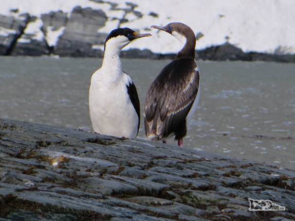 Casal de shags imperiais em Gold Harbour, na Geórgia do Sul Casal de shags imperiais em Gold Harbour, na Geórgia do Sul