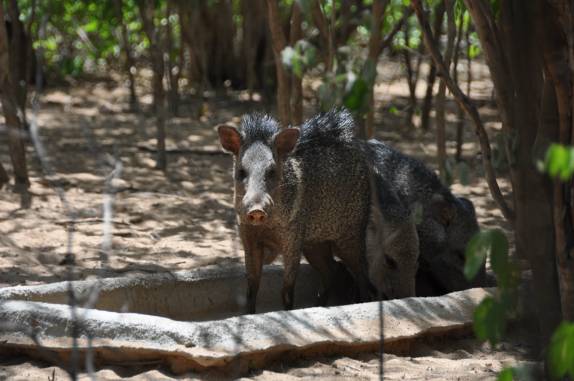Catitus (porcos selvagens) na Serra da Capivara, próximo à São Raimundo Nonato - PI