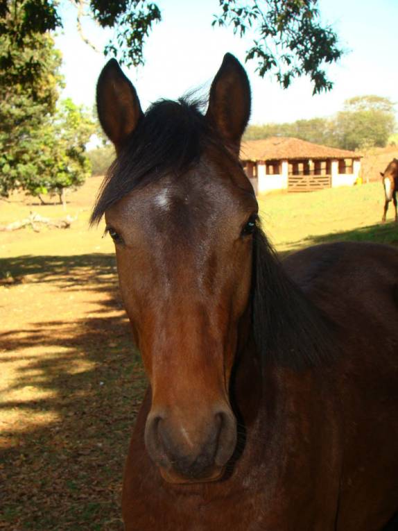 Cavalo na fazenda em Ribeirão Preto - SP Cavalo na fazenda em Ribeirão Preto - SP