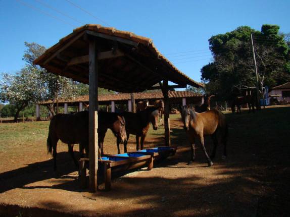 Cavalos na fazenda em Ribeirão Preto - SP Cavalos na fazenda em Ribeirão Preto - SP